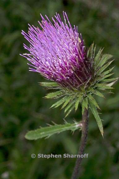 cirsium andersonii 3 graphic